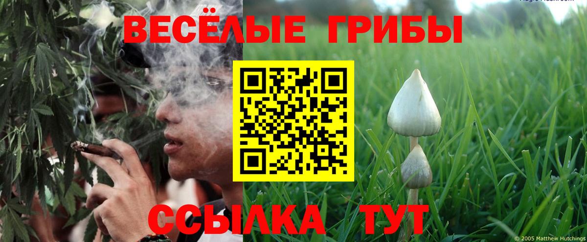 Кемерово  Галлюциногенные грибы прущие грибы  Вход с VPN 